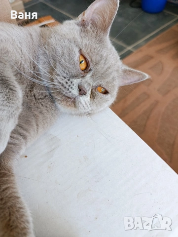 подарявам котка на две години,с хигиенни навици и паспорт,много кротка, снимка 2 - Британска късокосместа - 54757275