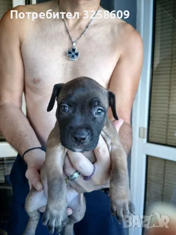 🐶 Продавам красиви Американски Питбул кученца - 8 броя, 2 месеца, снимка 9 - Питбул - 55679299