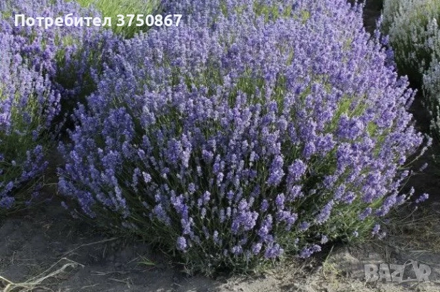 🌿💜 Лавандула сорт „Хемус“ , снимка 3 - Градински цветя и растения - 54888797