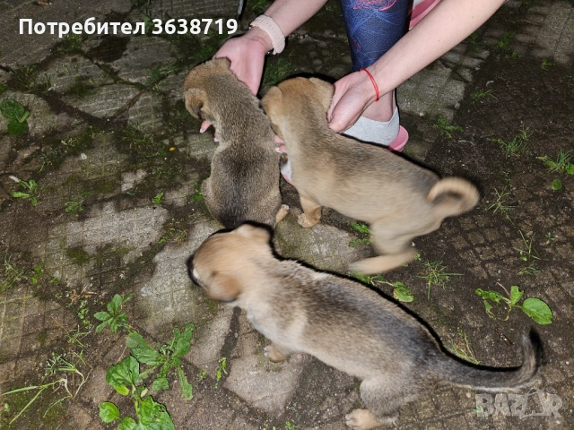 Подарявам кученца, снимка 5 - Други - 54788617