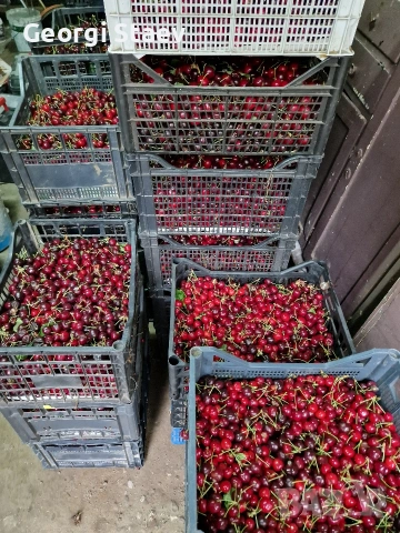 продавам череши, снимка 2 - Домашни продукти - 54654894
