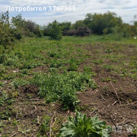 Парцел-дворно място във Ветрино