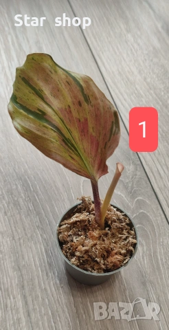 Kaempferia variegata pink - рядко растение