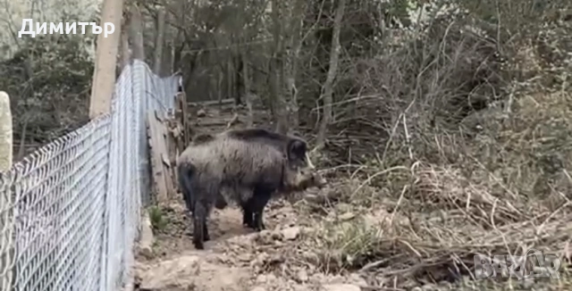 Диво прасе 