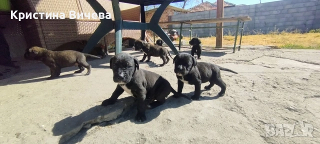 Малки кученца- Лабрадор, снимка 5 - Лабрадор ретривър - 54363432