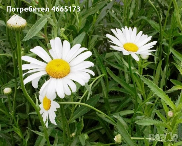 Бяла Маргарита, снимка 4 - Градински цветя и растения - 54268421
