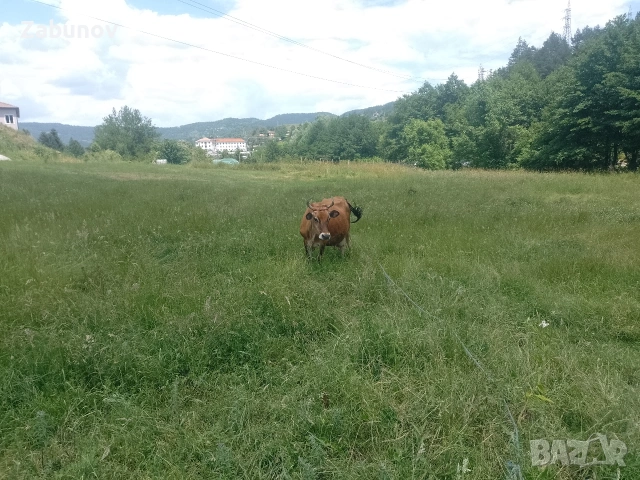 Продавам юница Джерсей на година и три месеца , снимка 13 - Крави - 55108269