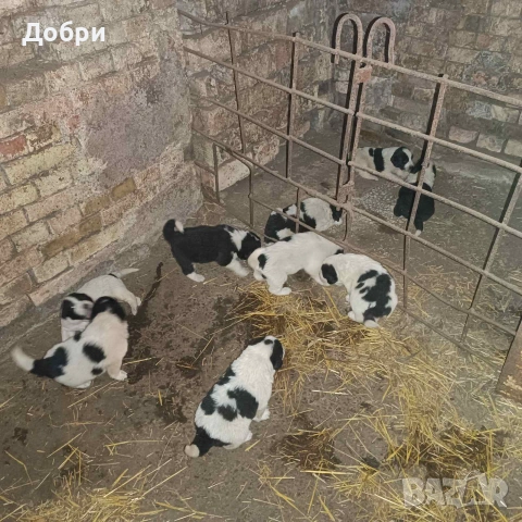 Малки Каракачанки, снимка 2 - Каракачанска овчарка - 54978359