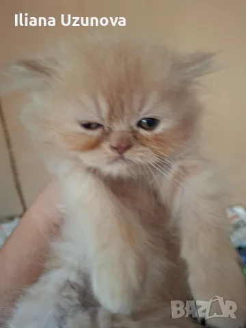 Уникални персийски котенца , снимка 12 - Персийска - 55472475
