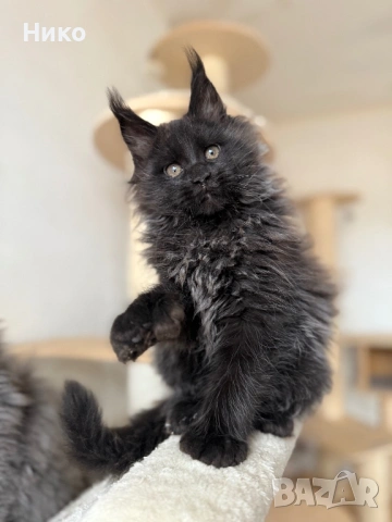 Мейн кун котенца / Мейн куун котенца / Maine coon kittens, снимка 7 - Мейн кун - 50068719