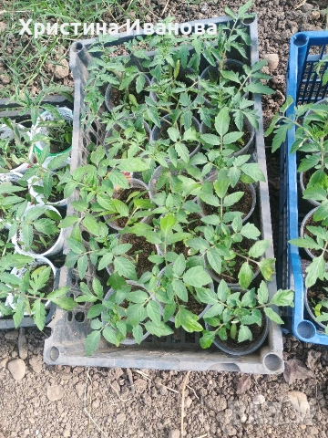 Продавам разсад домати., снимка 4 - Разсади - 54317797
