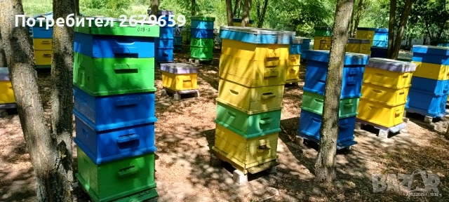 Пчелни отводки ДБ, снимка 4 - За пчели - 54806905