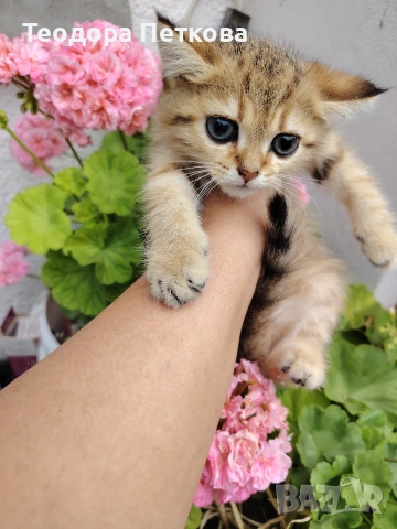 мъжко котенце на 2месеца 