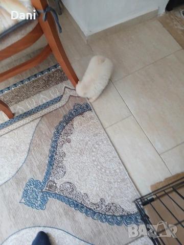 Mini Pomeran, снимка 4 - Померан - 54685042