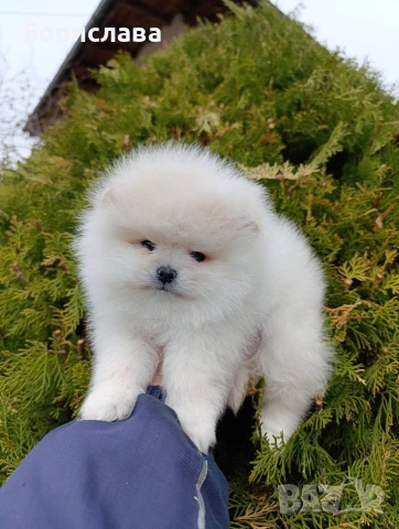 Померани, снимка 7 - Померан - 54043013