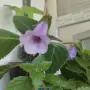 глоксиния от семена, снимка 8