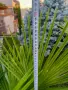Палми Трахикарпус ! Trachycarpus palms, снимка 4