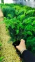 Тис, Taxus baccata, студоустойчив , снимка 6