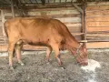 2 Крави за клане ялови , снимка 1