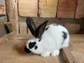Новозеландски и Пеперуди, снимка 8