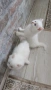 Ангорска котка, снимка 7