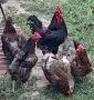 Катунски кокошки и петел , снимка 3