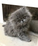 Персийски котетата, снимка 1