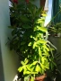 Каучуково растение (Syngonium grantii) , снимка 9