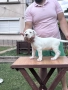 Дого Аржентино / Dogo argentino , снимка 9