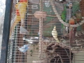 Ръчно хранени папагали , снимка 2