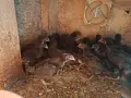 Пилета Супер Харко , снимка 5