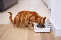 SureFeed херметично затваряща се хранилка за котки и малки кучета, снимка 4