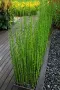 Equisetum Hiemale – Хвощ, Конска Опашка, снимка 1