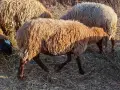 свободно цялото стадо , снимка 11
