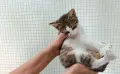 Подарявам малко котенце - момченце, снимка 6