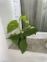 Дяволски бръшлян - Epipremnum Aureum и Hicolor , снимка 3
