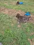 Кучета круцхарт, снимка 2