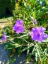 Руелия, Мексиканска петуния, Ruellia Purple Mexican Petunia!!!, снимка 6