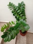 Замиокулкас ZZ Plant, снимка 1