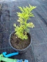Бъз Sambucus nights “Golden Tower”, снимка 4