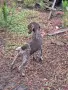 ЛОВНО КУЧЕ КУУЦХАР, снимка 3