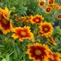 ореопсис Злато и Бронз, Coreopsis grandiflora UpTick™ Gold & Bronze, студоустойчив и многогодишен, снимка 1