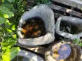 Каменни корита и колела за хромел, снимка 9