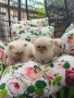 Персийски котенца Крем Пойнт (Хималайски), снимка 3