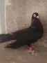 Свободни гълъби, снимка 1