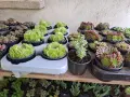 Три комплекта седуми, по 6бр в комплект , снимка 10