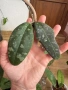 Hoya Хоя Rintzii Borneo , снимка 2