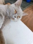 подарявам котка на две години,с хигиенни навици и паспорт,много кротка, снимка 2