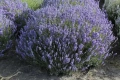 🌿💜 Лавандула сорт „Хемус“ , снимка 3