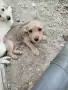 Малки кученца си търсят добър стопанин , снимка 10